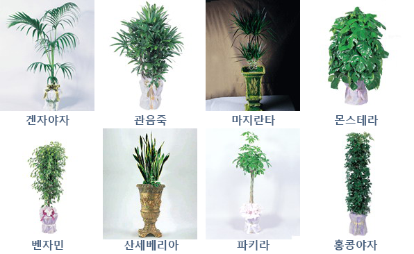 관엽