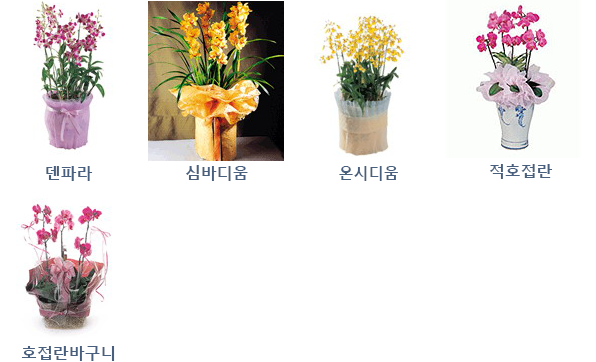 서양란