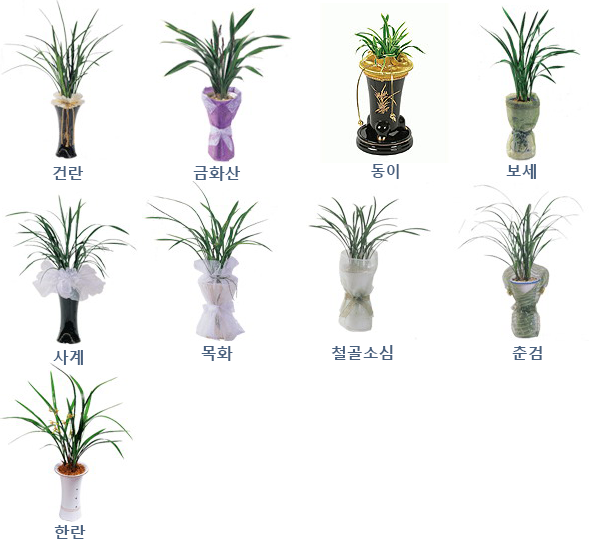 동양란